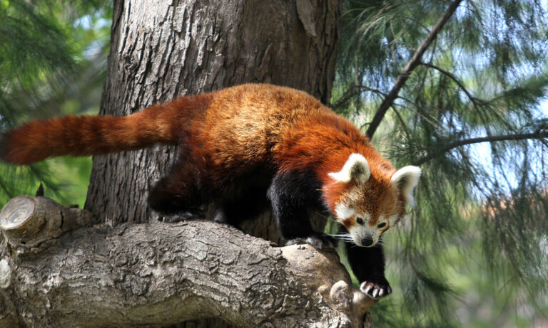 how-can-we-protect-the-red-panda-red-panda-life